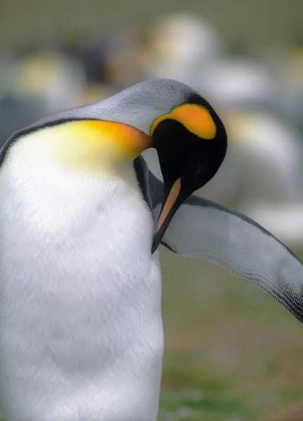 王ペンギン — ストック写真