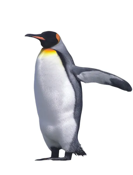 Pinguim imperador isolado — Fotografia de Stock