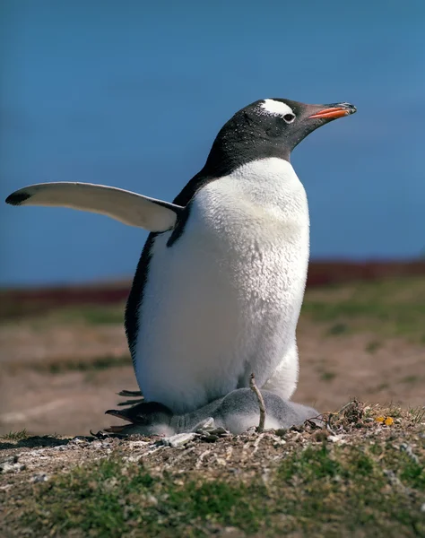 Gentoo penguin — стоковое фото