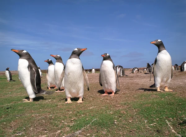 Пингвины gentoo — стоковое фото