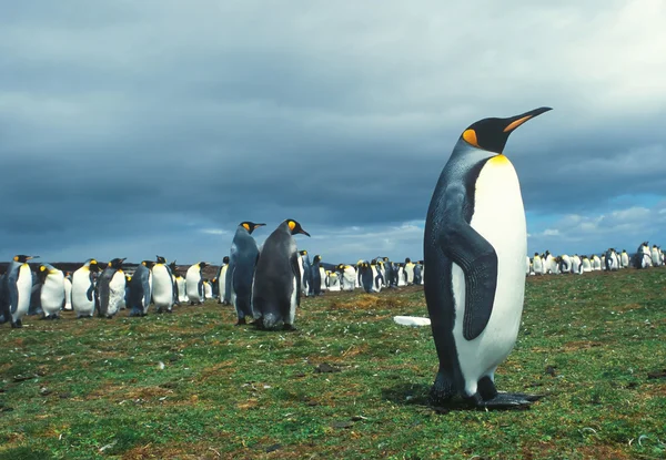 Колония императорских пингвинов — стоковое фото