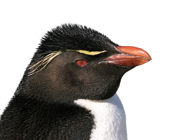 Pingouin rockhopper isolé — Photo