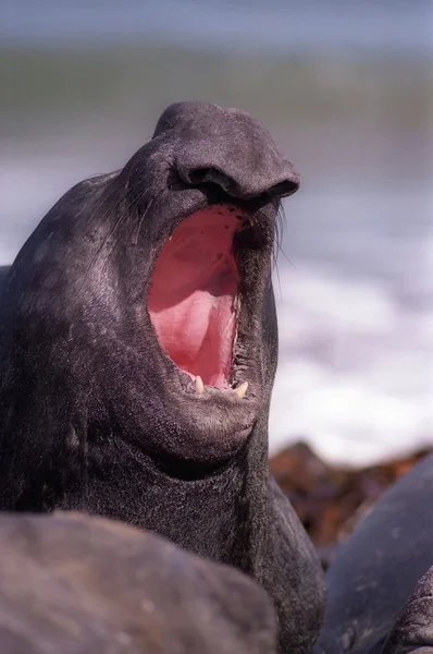 Deniz fili — Stok fotoğraf