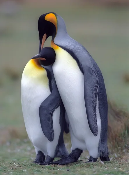 Pingouins royaux Photos De Stock Libres De Droits