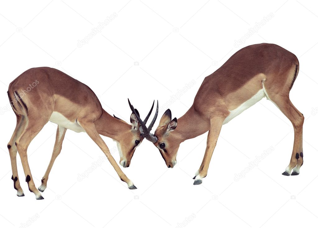 Two isolated fighting antelope