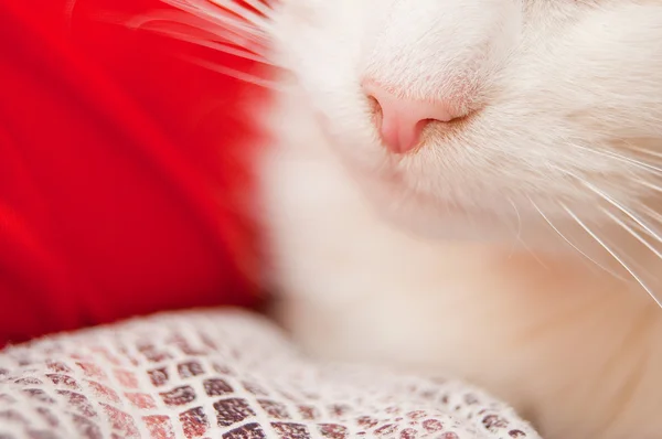 Kattens näsa — Stockfoto