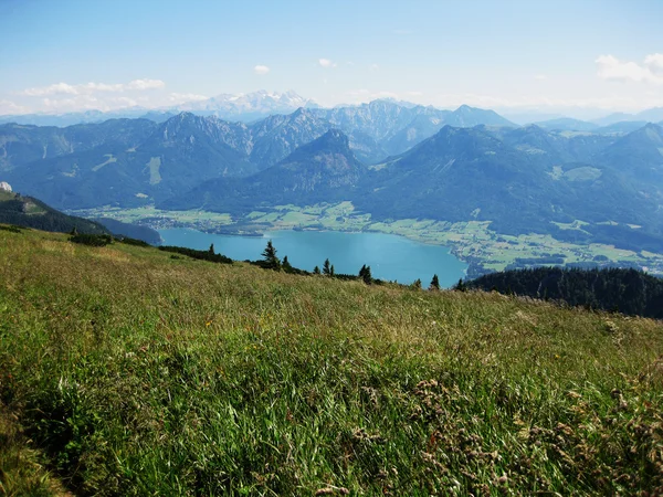 Meddow in de Alpen — Stockfoto