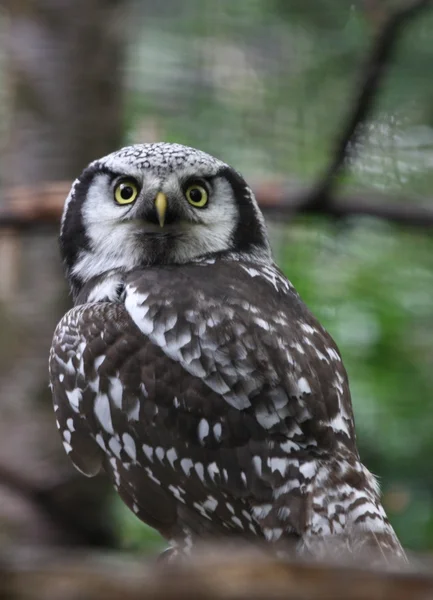 Forrest owl — Zdjęcie stockowe