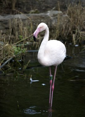 ayakta flamingo