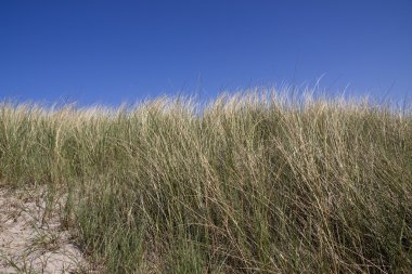 Hollandalı Dune