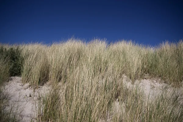 Wydma piaskowa — Zdjęcie stockowe