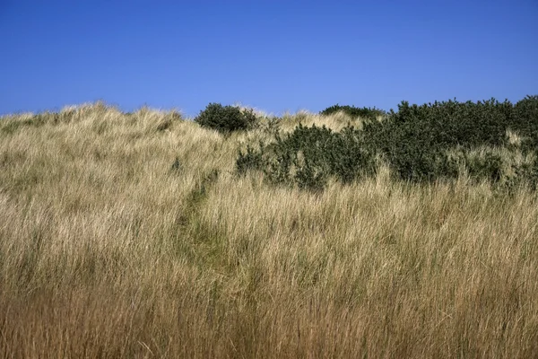 Dune de sable et Gras — Photo