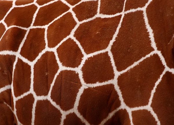 Giraffe pattern — Stock Photo, Image