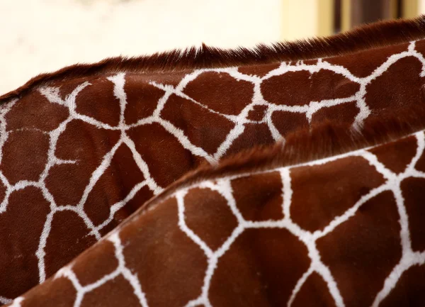 Giraffe necks — Stock Photo, Image