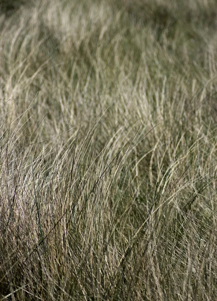 Close Up Gras — Stock Photo, Image