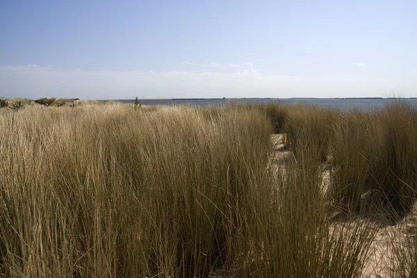 Dune de sable hollandaise — Photo