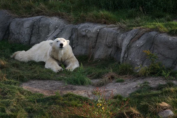 Льоду ведмедя — стокове фото