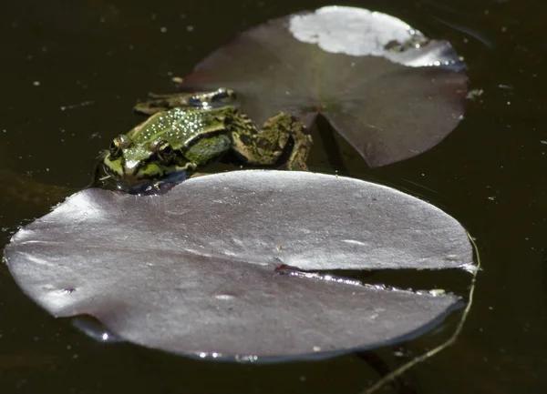 隐藏青蛙 — 图库照片