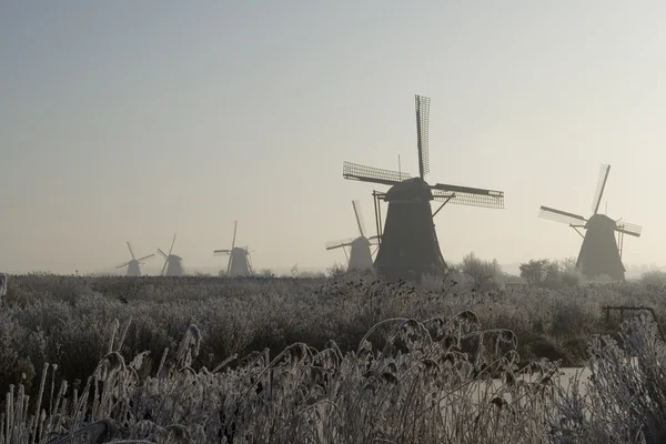 Moulins néerlandais — Photo