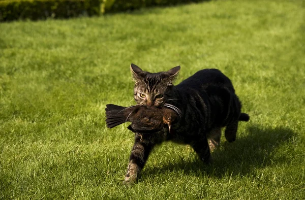 Cat catches a bird — Stock Photo, Image