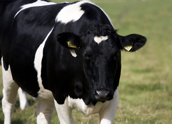 Vaca en el maddow — Foto de Stock