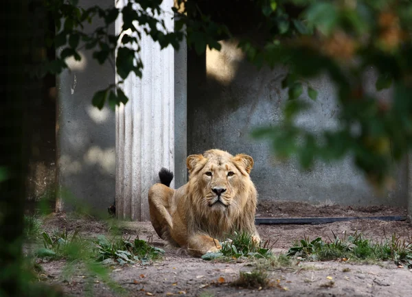 国王狮子 — 图库照片
