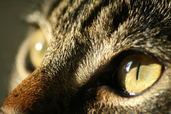 Μάτια γάτας — Φωτογραφία Αρχείου
