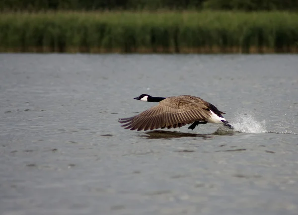Running goose over water — Stock Photo, Image