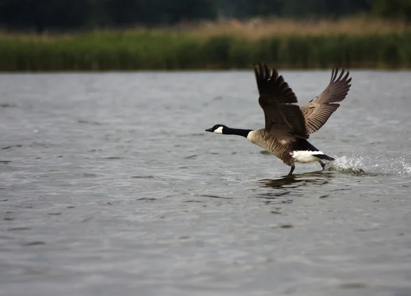 Kör över vatten med sprida vingar — Stockfoto