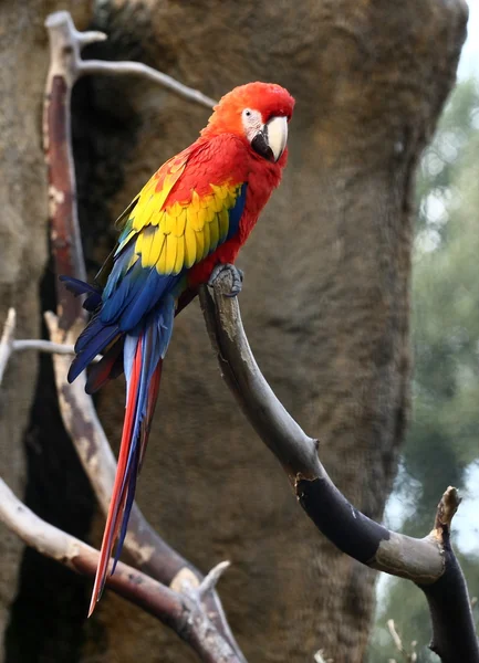 stock image Parrot