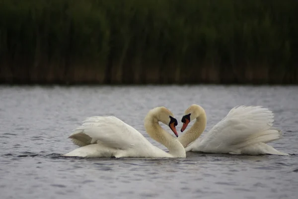 Lovely swans — Stock Photo, Image