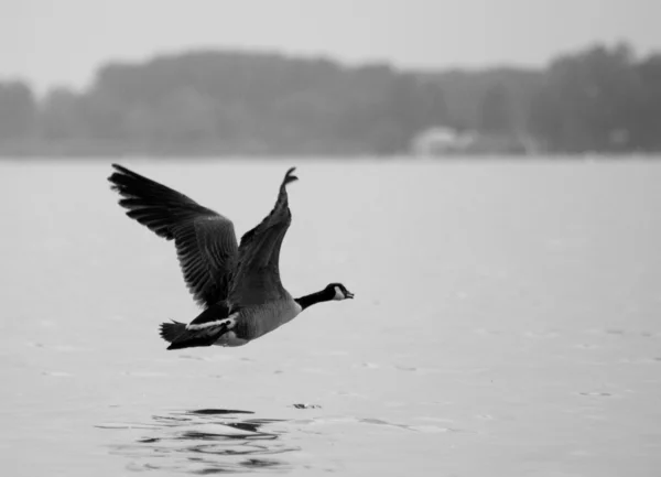 Wings of a goose — Stock Photo, Image