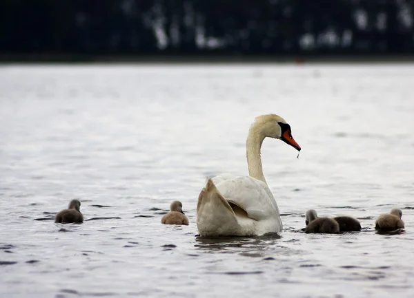 Cisne de mãe com jovens — Fotografia de Stock