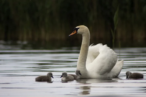 Swans (young & old) — Stock Photo, Image