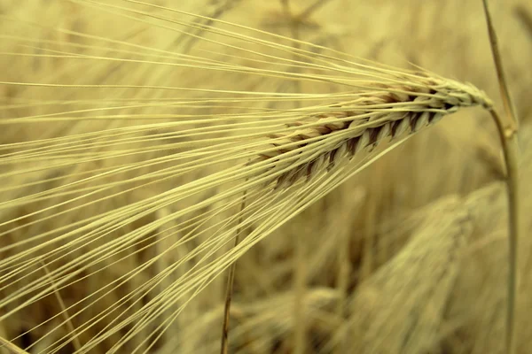 小麦的耳朵特写 — 图库照片