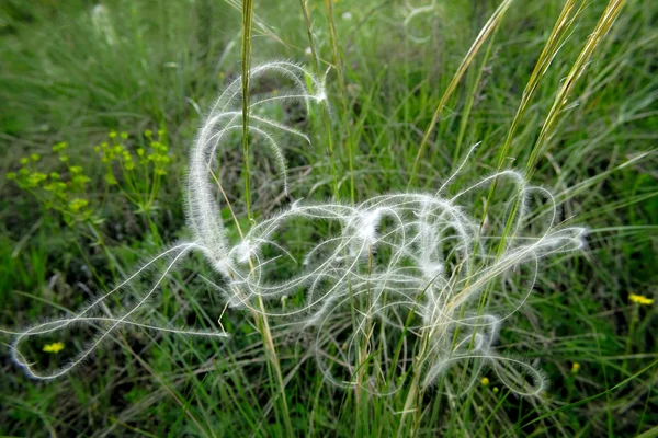 有吸引力的茅草种子 — 图库照片