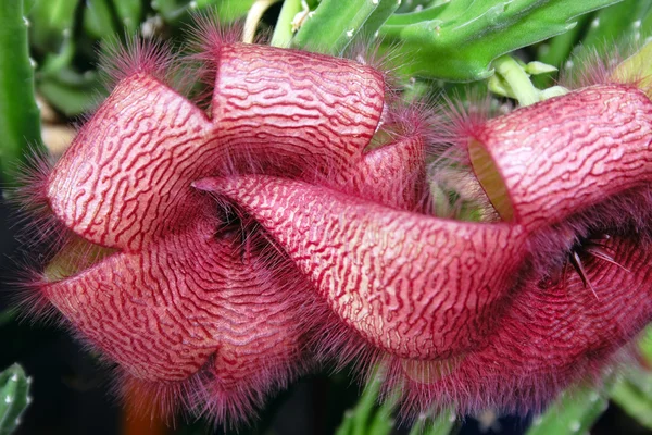 Kaktus v květu — Stock fotografie