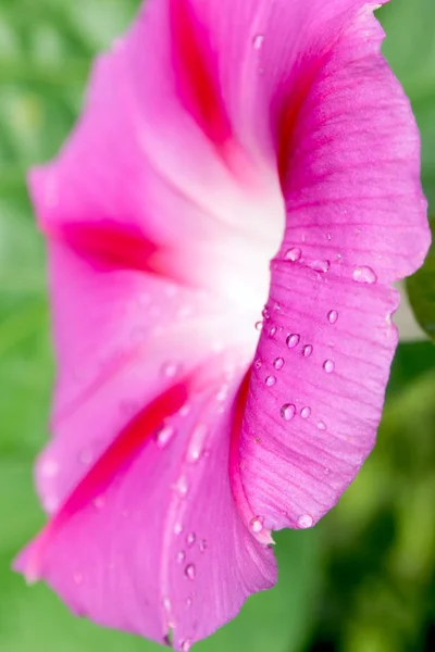 stock image Morning star flower closeup