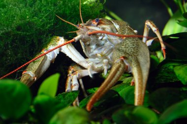 closeup nehir kanser astacus fluviatilis