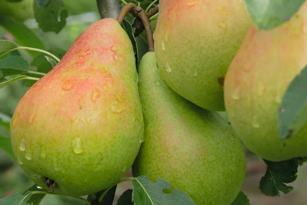 stock image Groups of pears in end of summer