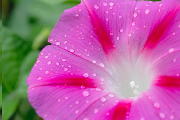 Утренний звездный цветок крупный план — стоковое фото