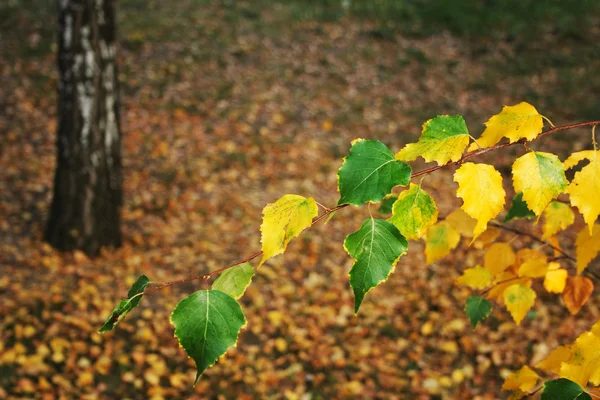 Yellow autumn in the park and birch — Stock Photo, Image