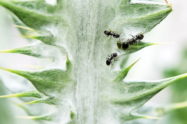 stock image Three ants milking aphids