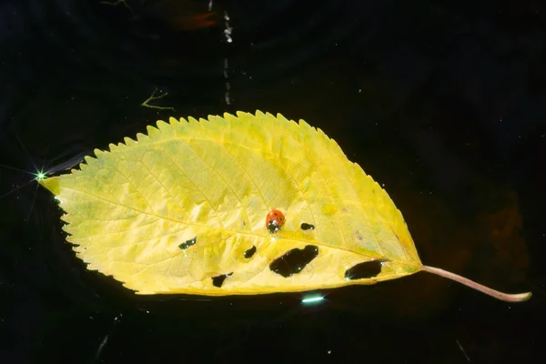 Lieveheersbeestje en geel blad op het donkere water — Stockfoto