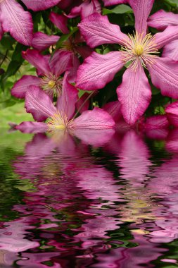 Pink clematis in garden flooding water clipart