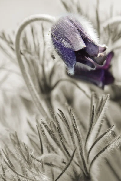 Çift çiçekler pulsatilla pratensis — Stok fotoğraf