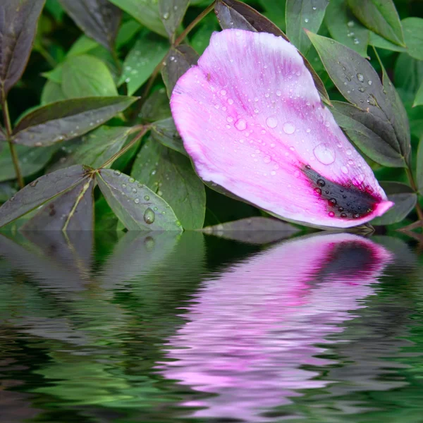 Droppar på den lila pion blomma kronblad — Stockfoto