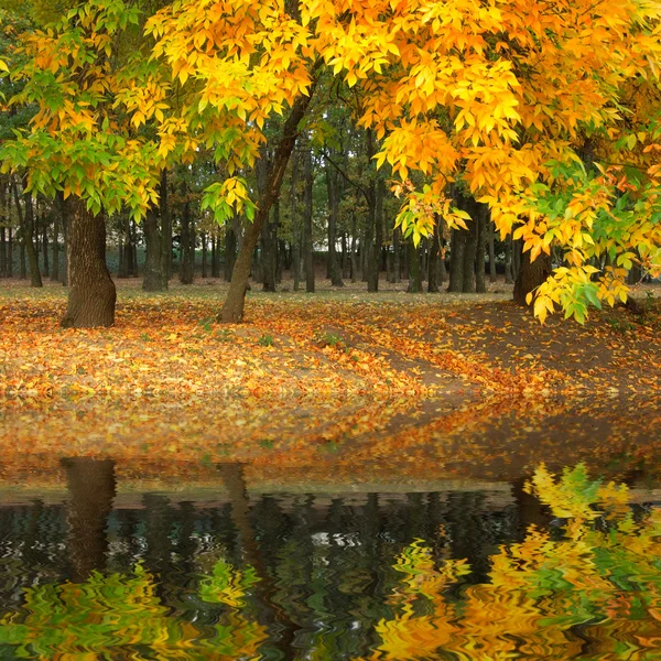 Gele herfst park overstromingen in water — Stockfoto