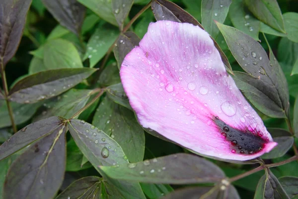 Tropfen auf dem Blütenblatt der lila Pfingstrose — Stockfoto