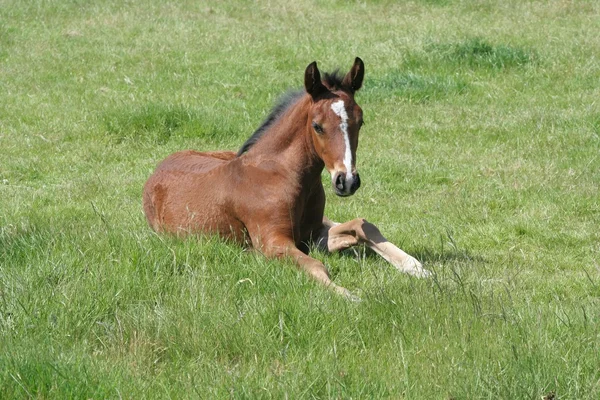 Thoroughbred Foal — Stock Photo, Image